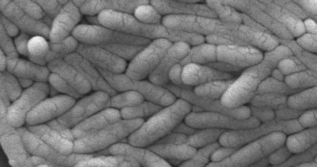 Salmonella linked to recalled mini pastries may have infected nearly 1,600: PHAC