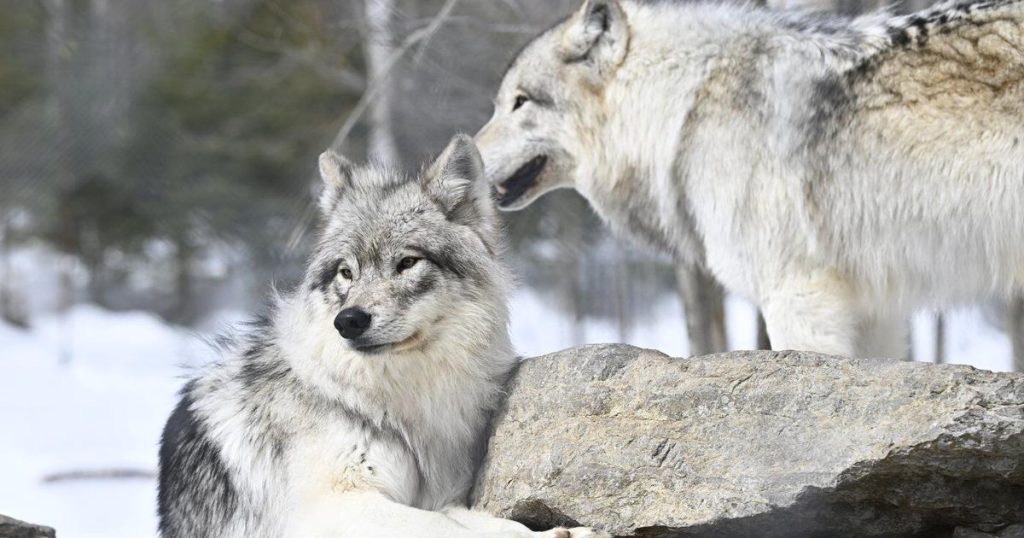 Wolf transfer from B.C. to Colorado complete, but state wildlife staff ‘threatened’