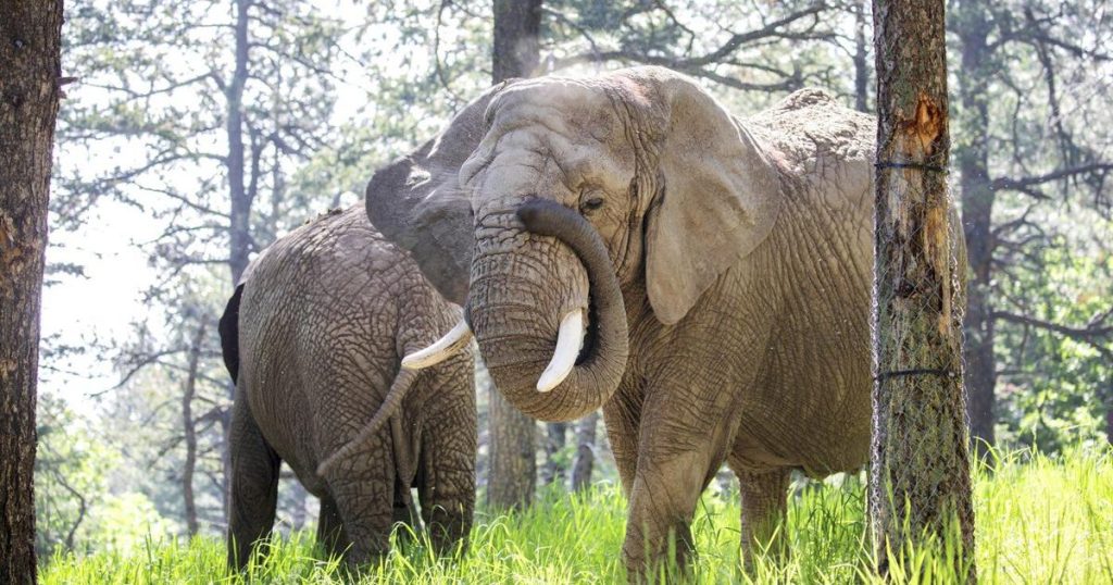 Elephants can’t pursue their release from a Colorado zoo because they’re not human, court says