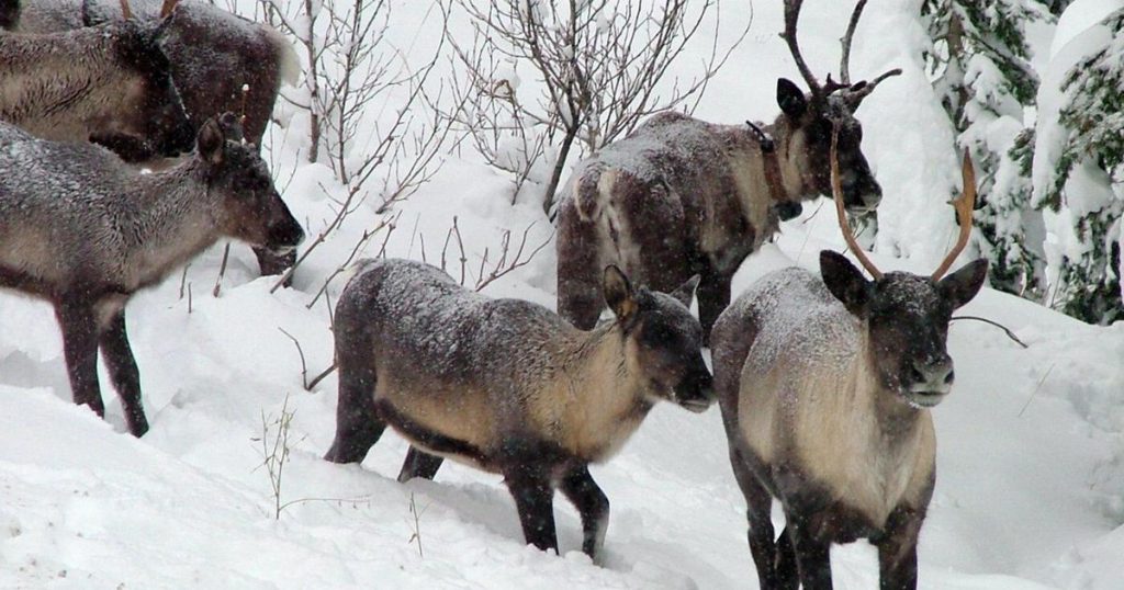 Ottawa dragging its feet on protecting endangered caribou: B.C. conservation groups