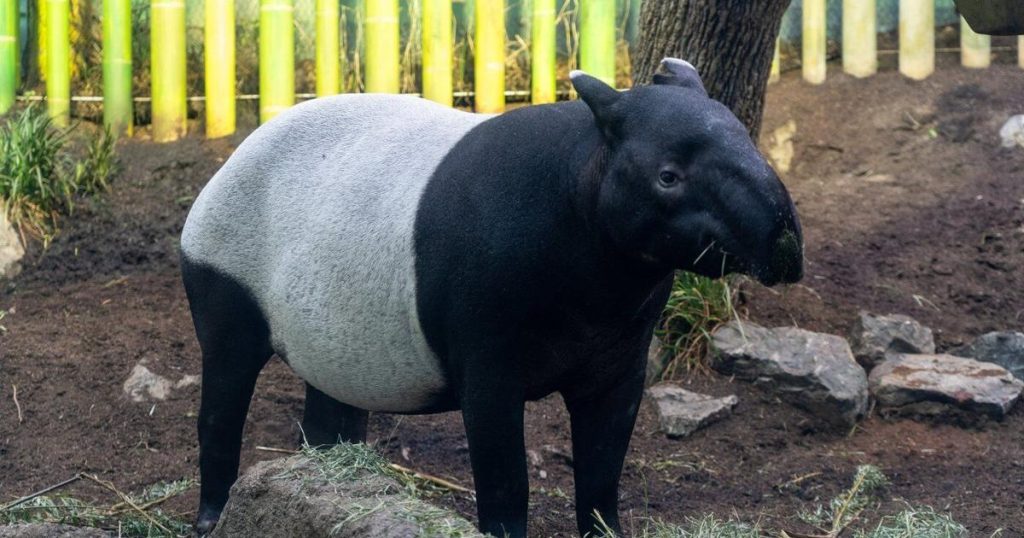 ‘Tiny walking watermelons’: Calgary zoo says Malayan tapir expecting a calf