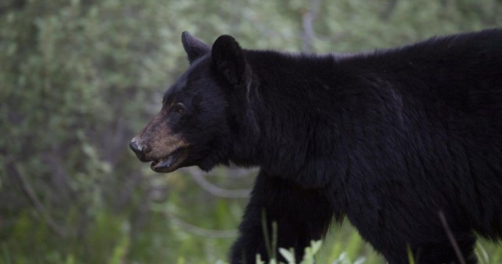 Fewer black bears killed by conservation officers in B.C. last year