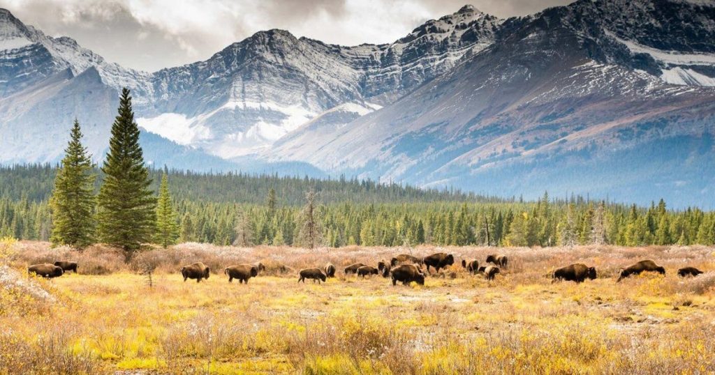 Three bison harvested in Indigenous-led Banff National Park ceremonial hunt