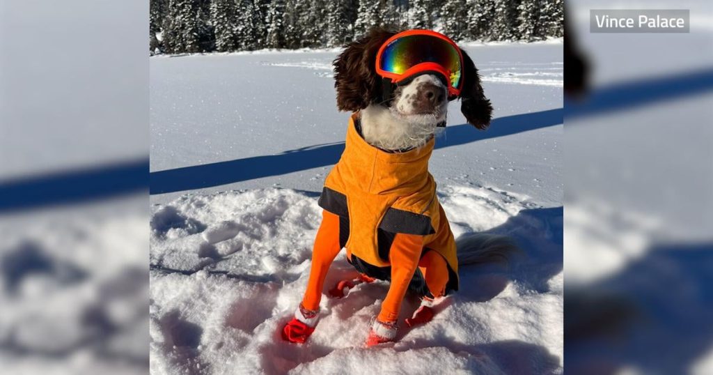 Meet Poppy, an oil-spill sniffing dog