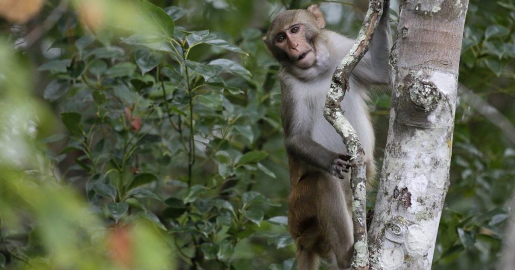 Last 4 escaped monkeys are captured in South Carolina after months on the loose