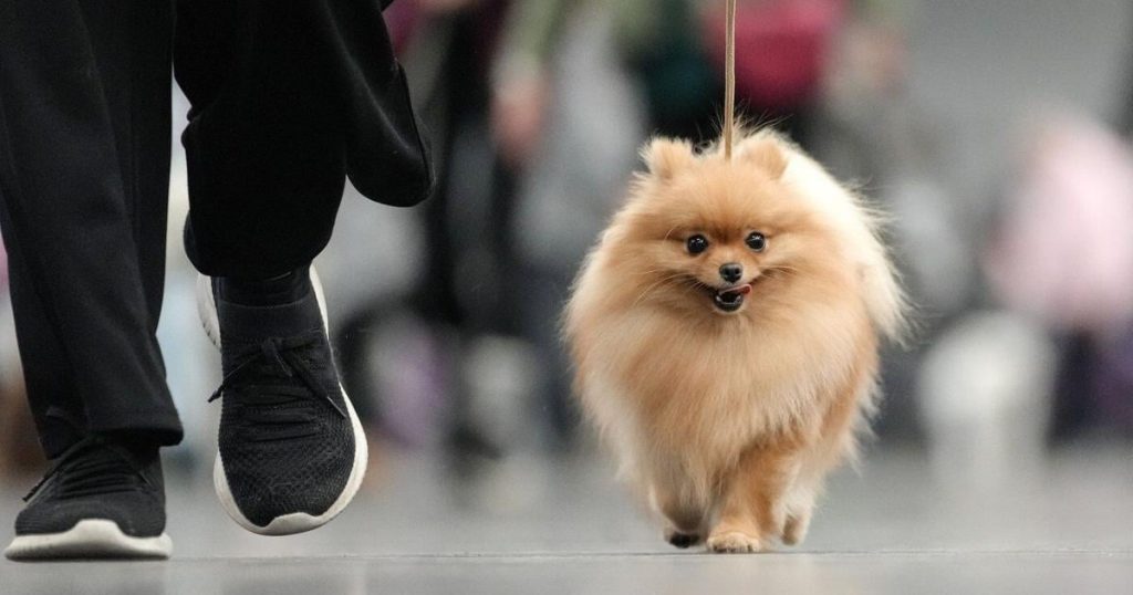 As pet food prices rise, prioritizing health and costs can be a ‘tricky balance’