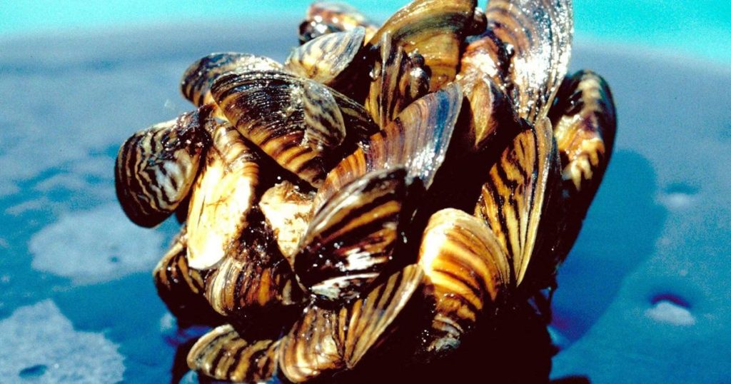 Parks Canada says eradicating zebra mussels in Manitoba park is ‘not feasible’