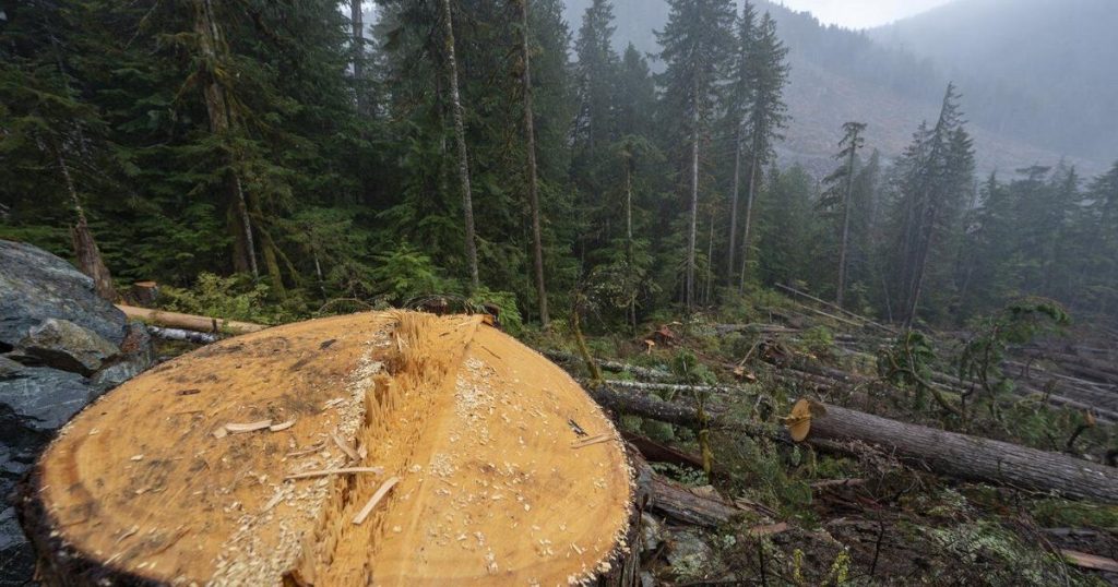 B.C. extends deferral of logging in Fairy Creek amid reports of tree spiking