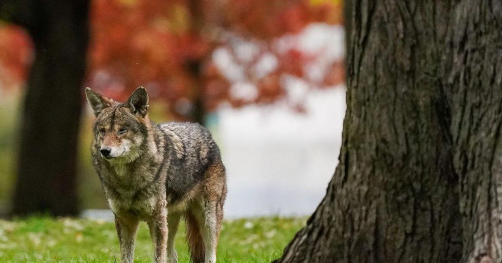 Toronto communities urge action after rise in reported coyote attacks and sightings