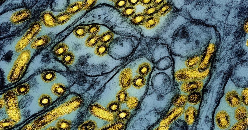 New strain of bird flu is detected in a Nevada dairy worker, CDC says