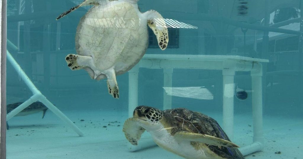 Sea turtles return to the Atlantic Ocean off Florida after being stunned by the cold