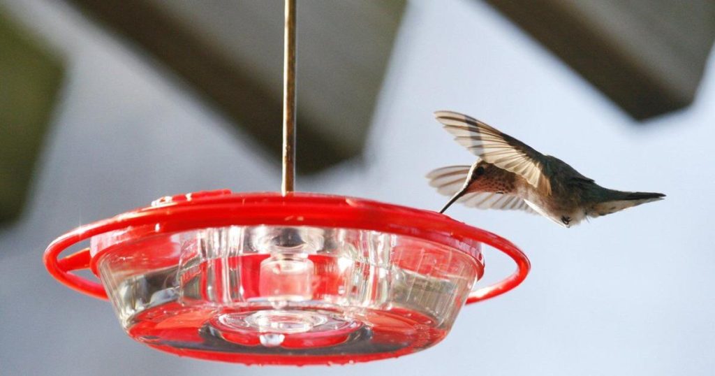 ‘Metabolic knife edge’: Study offers insight into hummingbirds’ hibernation-like rest