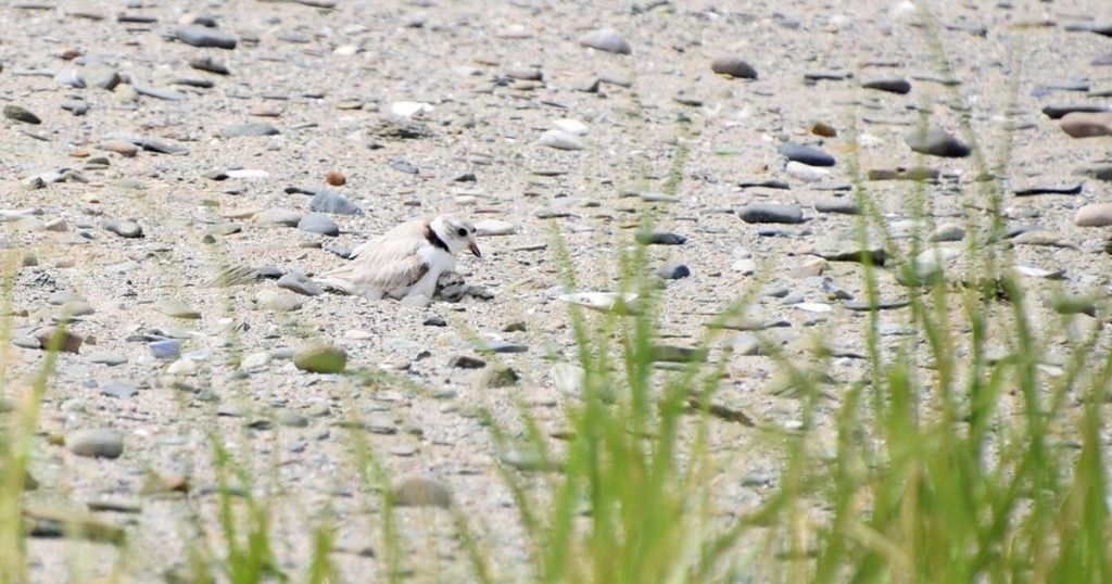 N.B. park officials cautiously optimistic as piping plover numbers see small jump