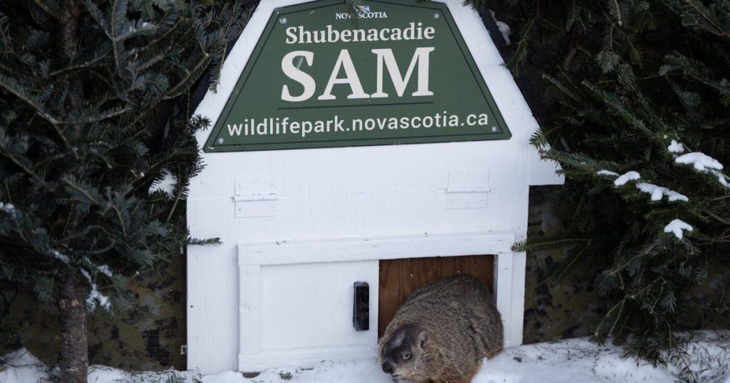 Groundhog Day 2025: Willie, Fred and Sam at odds over spring’s arrival
