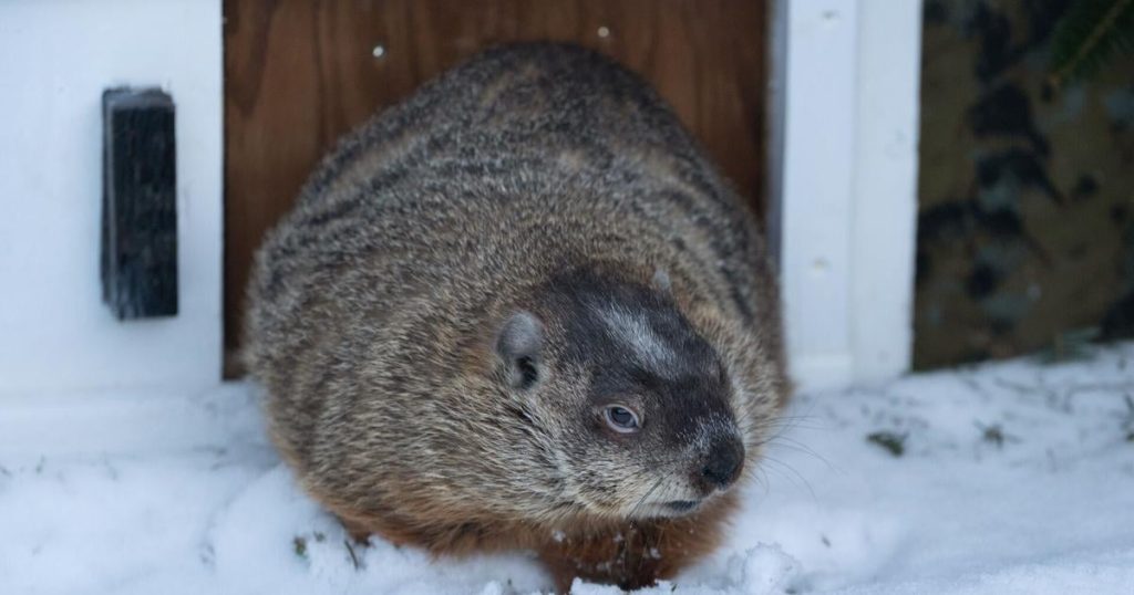 Canada’s famous groundhogs split over spring’s arrival