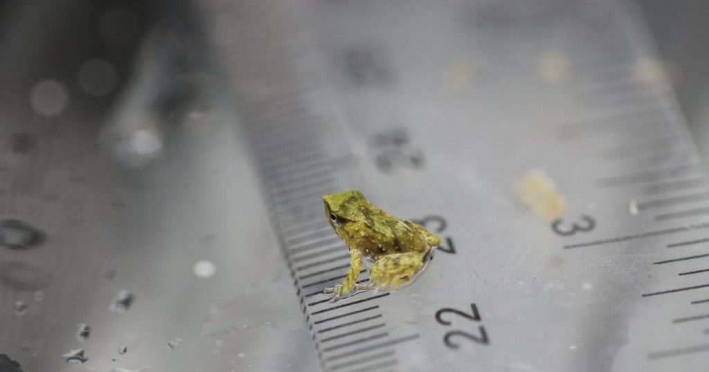 Scientists hope these tiny froglets can save their species