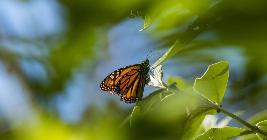 Dramatic drop in monarch butterfly count nears record 30-year low