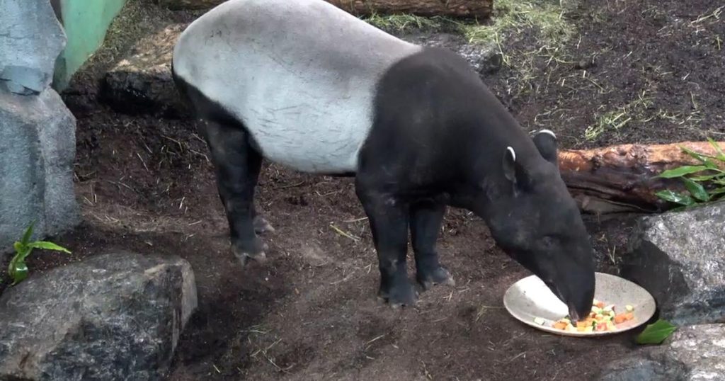 Calgary Zoo revamping Asia exhibit |