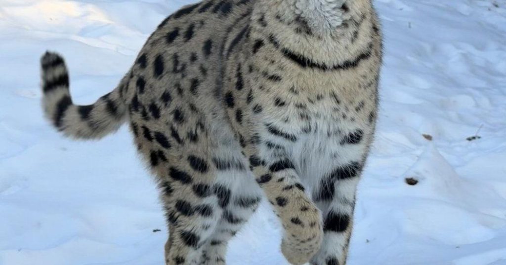 Alberta woman fined K after pleading guilty to importing serval cats