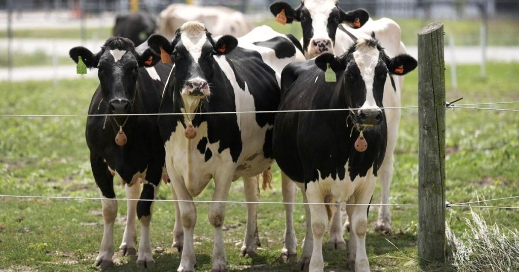 Second type of bird flu detected in US dairy cows