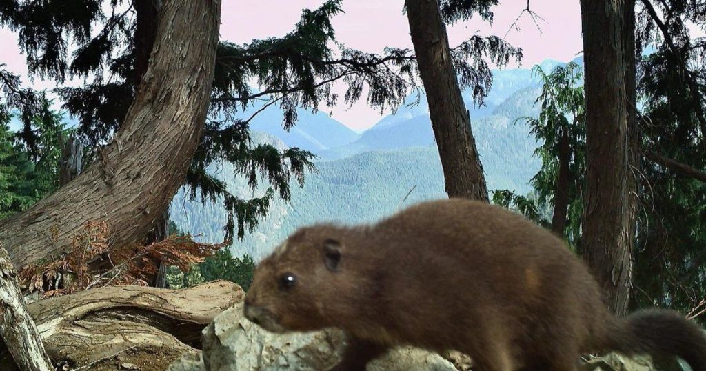 Latest scale aims to weigh if chubby endangered B.C. marmots have more babies