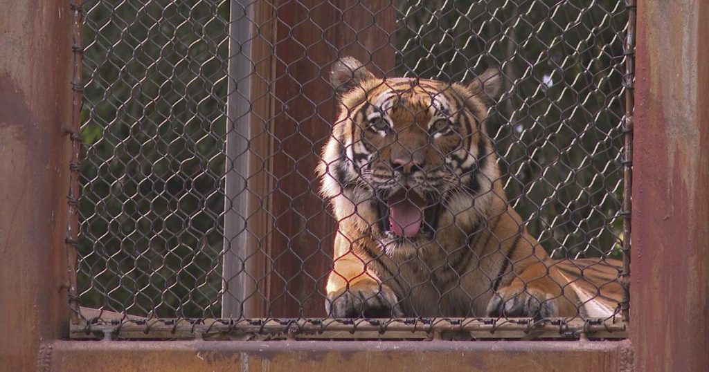 Meet Olan, Palm Beach Zoo’s bold new Malayan tiger that treads the habitat’s elevated trails