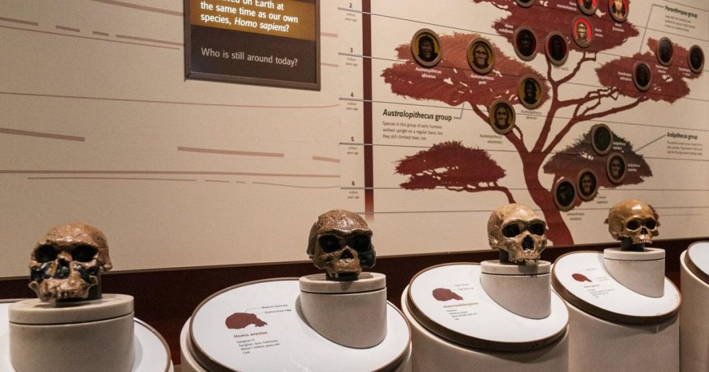 Researchers link a gene to the emergence of spoken language