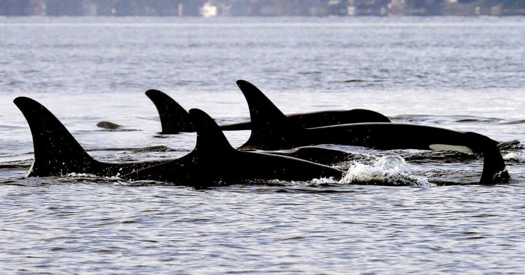 In good news for J-pod, killer whale calf is a female