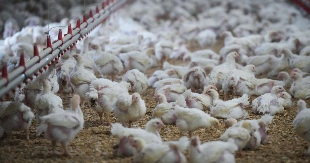 Ottawa purchases 500,000 bird flu vaccine doses to help protect people most at risk