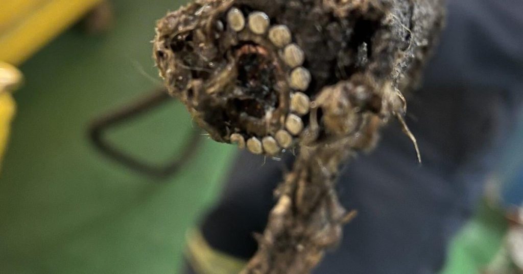 Bell says subsea cable from Cape Breton to Newfoundland was deliberately cut — twice