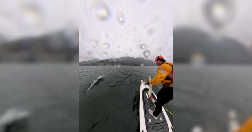 B.C. man captures close encounter with dolphin pod on video |