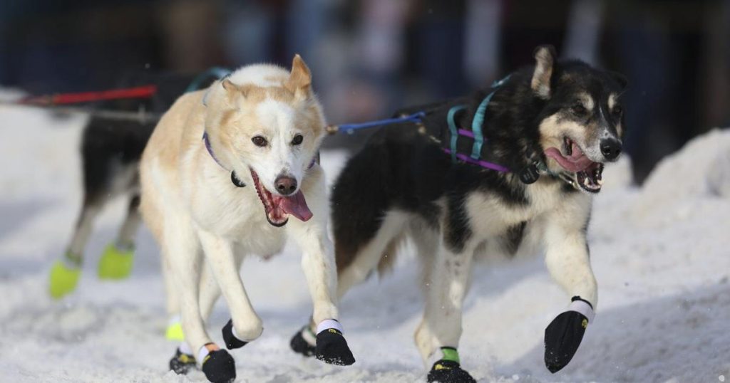 Mushers begin rugged Iditarod race after lack of snow forces major changes to iconic Alaska event