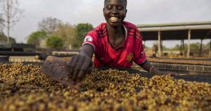 As warming climate hammers coffee crops, this rare bean may someday be your brew