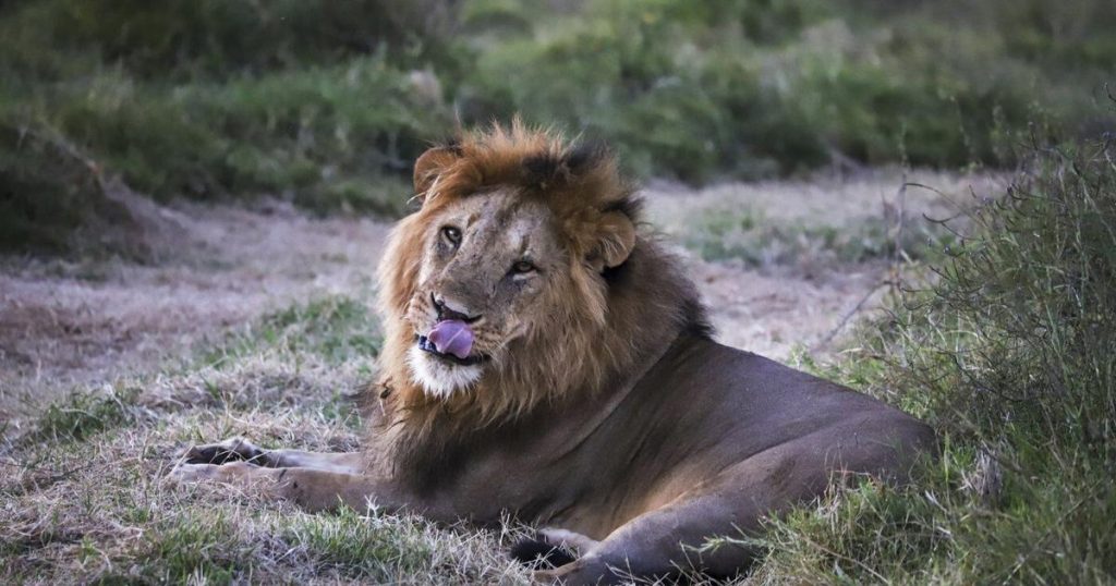 ‘Wildlife corridors’ are encouraged to support Kenya’s recovering animal populations