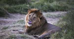 ‘Wildlife corridors’ are encouraged to support Kenya’s recovering animal populations