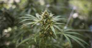 MediPharm Labs sells facility in Hope, B.C., to Rubicon Organics for .5M