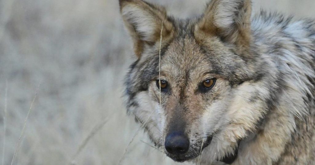 More endangered Mexican gray wolves are roaming the southwestern US, annual survey shows