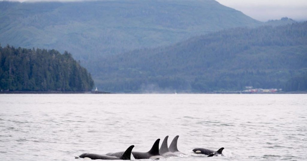 Feds refuse protection order for southern resident orcas, rejecting ministers’ advice