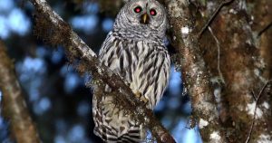Lawmakers urge Trump administration to cancel owl-killing plan, say it would cost too much