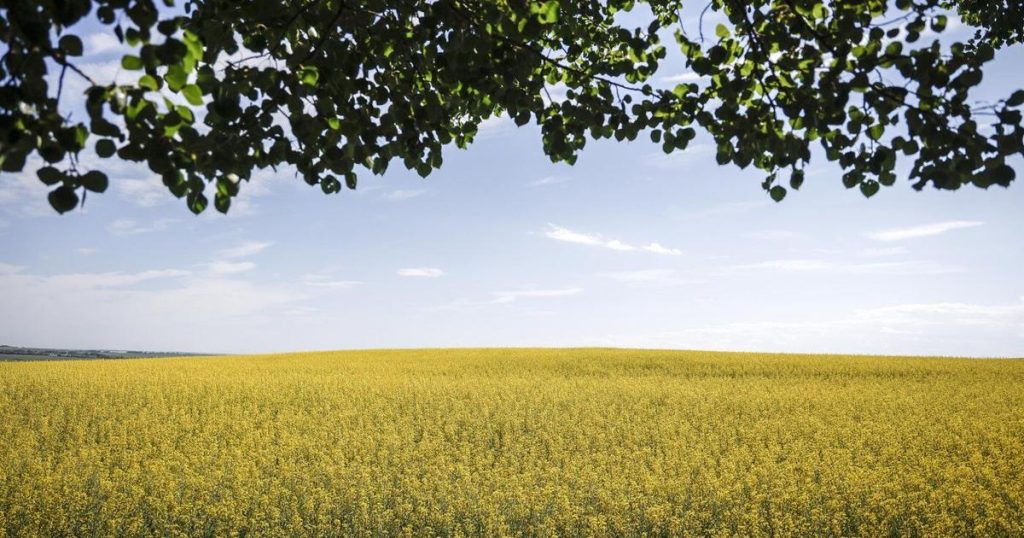 ‘Between two elephants’: Canadian farmers feeling China tariffs, worry about U.S.