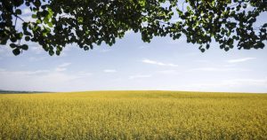 ‘Between two elephants’: Canadian farmers feeling China tariffs, worry about U.S. ‘Between two elephants’: Canadian farmers feeling China tariffs, worry about U.S.