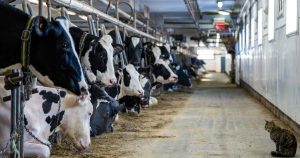 Canada’s dairy industry says tariffs less scary than threats to supply management Canada’s dairy industry says tariffs less scary than threats to supply management