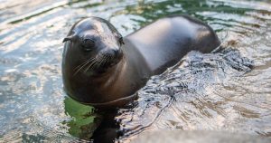 A baby sea lion performs rhythmic gymnastics feats in Washington state A baby sea lion performs rhythmic gymnastics feats in Washington state