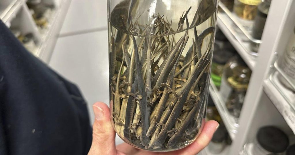 Endangered salamander to get car-free spring migration routes in parts of GTA