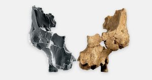 Archaeologists uncover the oldest known partial face fossil of a human ancestor in western Europe Archaeologists uncover the oldest known partial face fossil of a human ancestor in western Europe