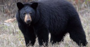 YouTuber sues B.C. conservation officer, government over alleged profit losses YouTuber sues B.C. conservation officer, government over alleged profit losses