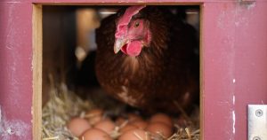 Vaccinating poultry could help cut soaring egg prices but US remains hesitant