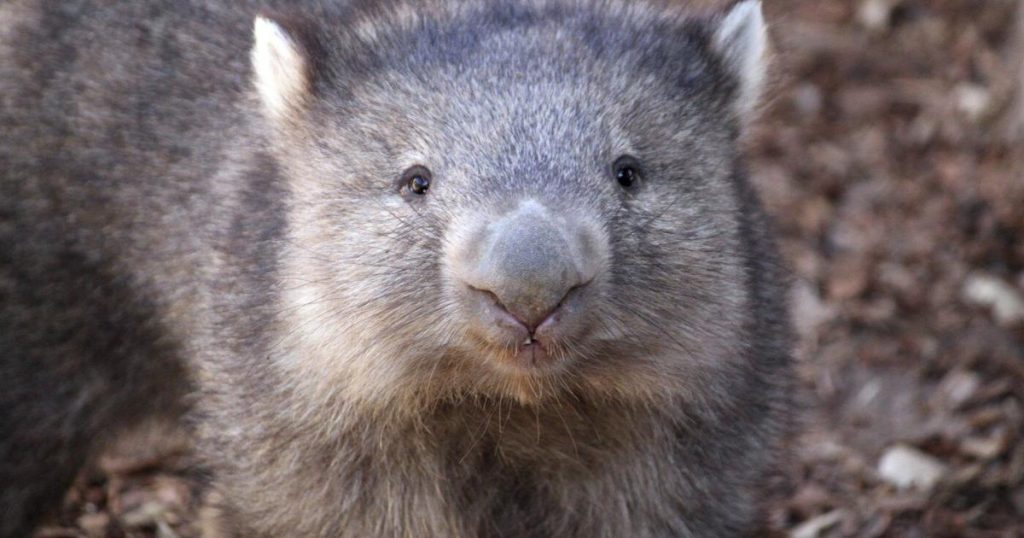 What are wombats? A guide to Australia’s den-digging marsupial