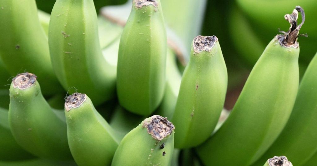 Quebec company hopes its plan to sell bananas, other exotic produce bears fruit