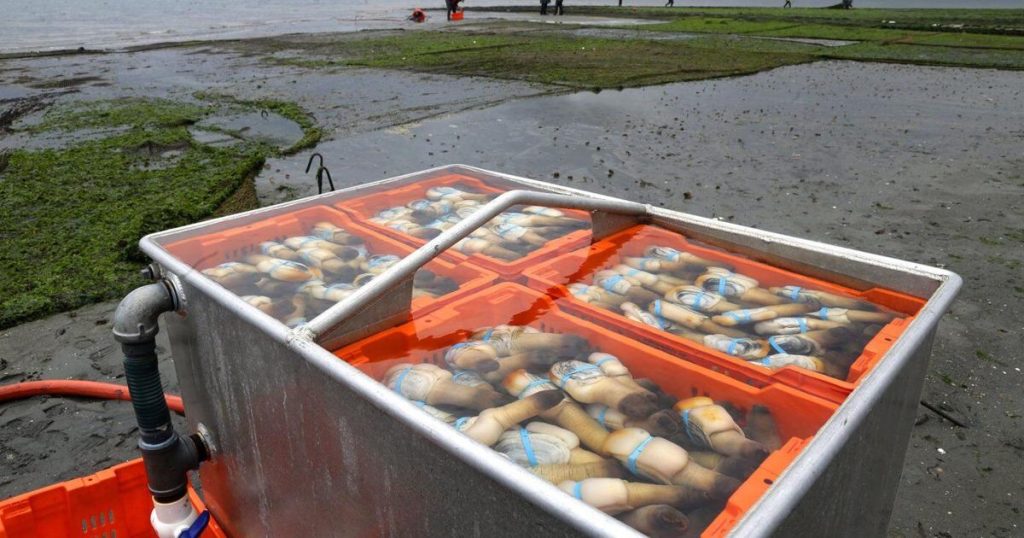 B.C. geoduck clam exports facing devastation from Chinese tariffs on massive molluscs